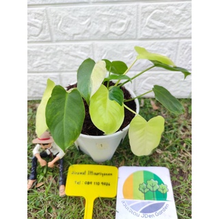 ฟิโลเดนดรอน เบิร์ลมาร์ค philodendron burle marx variegated ส่งฟรี