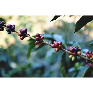 เมล็ดกาแฟ แม่บู่หย่า ฮันนี่ โพรเซส (filter) 200g.