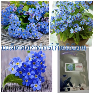 เมล็ดดอกฟอร์เก็ตมีน็อต ฟอเก็ตมีน๊อตสีฟ้า  100 เมล็ด 60 บาท    ปลูกประดับเพื่อความสวยงาม