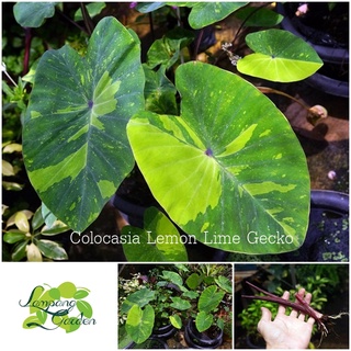 👑ต้นบอน Colocasia Lemon Lime Gecko  บอนด่าง ไม้ใบ ไม้ฟอกอากาศ👑