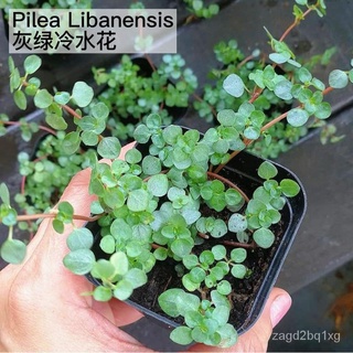 [Ready Stock]Callisia Repens Varigates,Pilea Libanensis 6pot手链/种子/裙子/玫瑰/男装/母婴/芹菜/生菜/seeds/上衣/ TX6Q