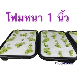 โฟมแผ่น หนา1นิ้ว หนาแน่น 0.65 ปอนด์ ขนาด 60 x 120 cm. (5 แผ่น 250 ฿,10 แผ่น 500 ฿ , 12 แผ่น 600 ฿ , 15 แผ่น พิเศษ 740บ.)