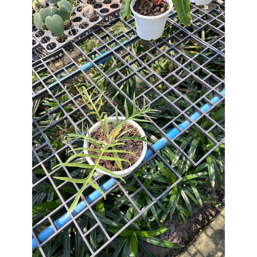 มุมมอง 3