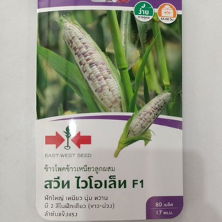 🌽ข้าวโพดข้าวเหนียวลูกผสมสวีทไวโอเล็ทF1 🌽ข้าวโพดสองสี ข้าวโพดข้าวเหนียว ข้าวโพดหลากสี ข้าวโพดหวาน ตราศรแดง