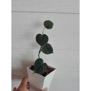 philodendron lupinum ไม้แปลงร่าง