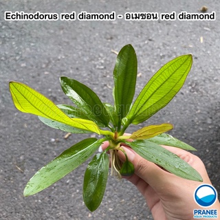 อเมซอน Echinodorus red diamond ต้นไม้น้ำ ไม้น้ำพร้อมปลูก ***กรุณาอ่านรายละเอียดก่อนสั่งซื้อ***