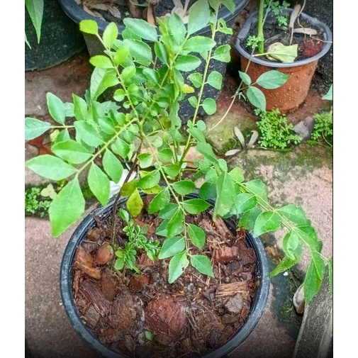 ต้นหมุย หัสคุณ สมุยหอม หมุยหอม สมุนไพรกินใบ สูง 15-50 ซ.ม. (1 ต้น/คำสั่งซื้อ)