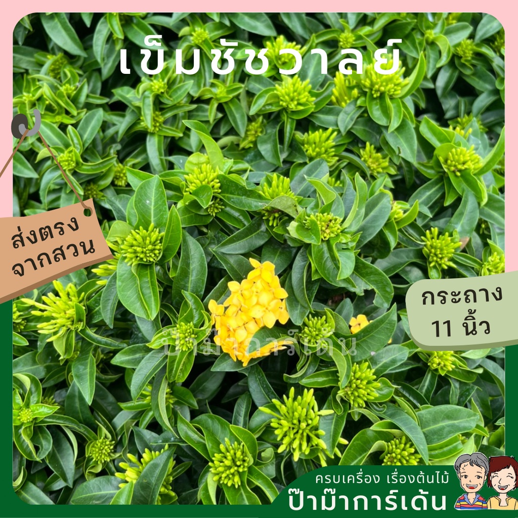 มุมมอง 5