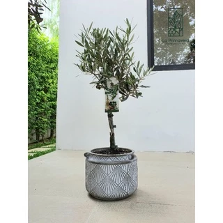 Olea Europaea 'Leccino' 🌿 ขนาด 50-60 cm จากร้าน ลา พรีมา เวร่า ***มีสินค้าในสต๊อก สั่งได้เลย***