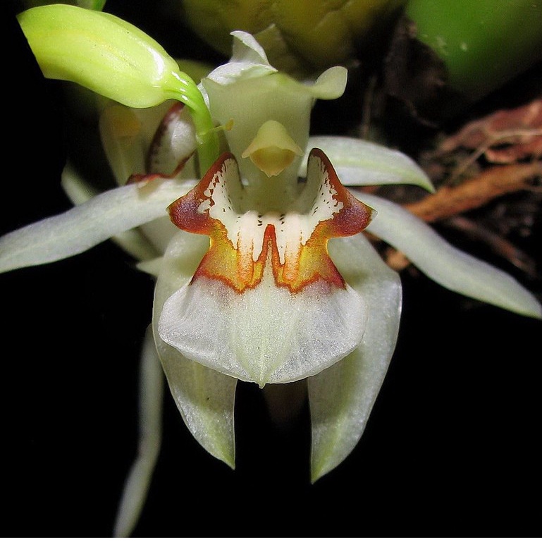 Coelogyne assamica กล้วยไม้เอื้องเทียนใหญ่ ดอกเอื้อง