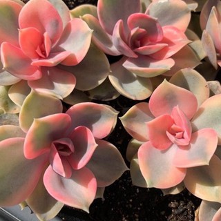 ไม้อวบน้ำสีรุ้ง Echeveria 🌈Rainbow 🌈 50pcs.