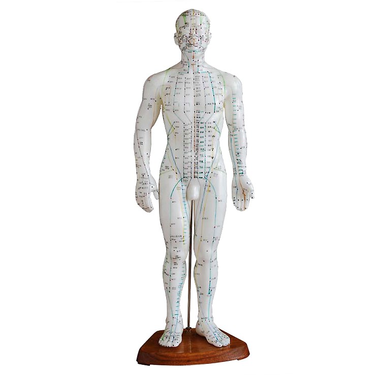 NKHC Anatomy model: NK- 503 หุ่นจำลองมนุษย์สำหรับฝึกฝังเข็ม ขนาด 50 เซนติเมตร เพศชาย
