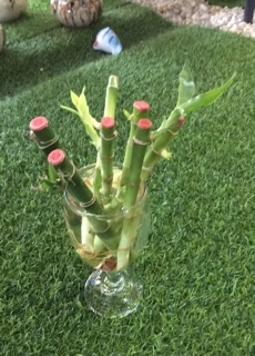 ไผ่กวนอิมแตกหน่อกิ่ง สูง10cm กิ่งละ5บาท