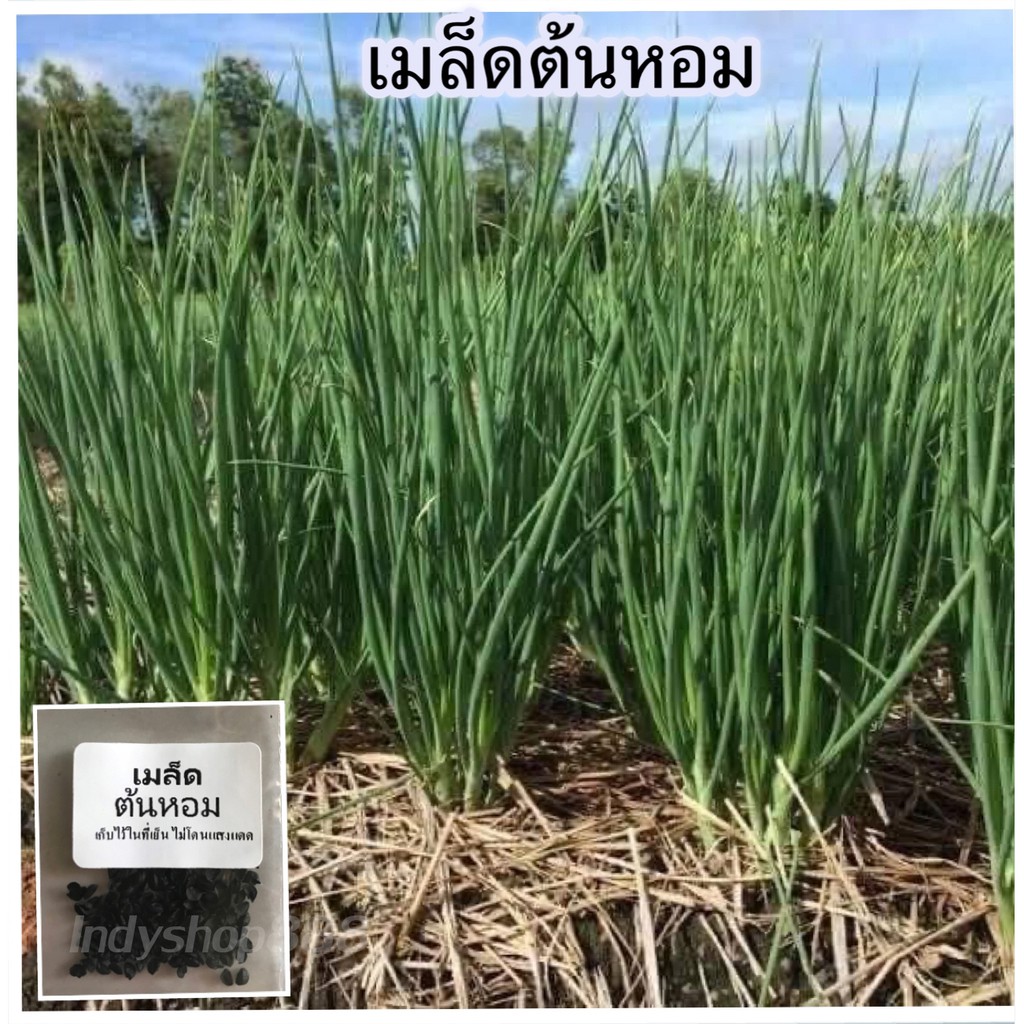 เมล็ดพันธุ์ ต้นหอม 100 เมล็ด หอมแบ่ง คัดพิเศษ ปลูกง่าย โตเร็ว [ซื้อ 10 แถม 1]