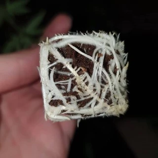 Great White Mycorrhizae พรีเมี่ยม ไมคอไรซ่า ปุ๋ย เร่ง ราก ระเบิด ราก เชื้อรา เร่งราก