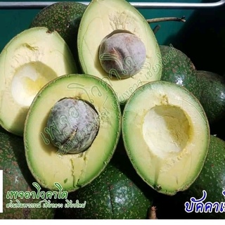 ผลไม้อาโวคาโด้  สดจากสวนเชียงใหม่ avocado บรรจุ 3 กก.