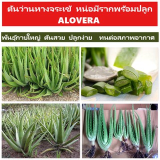 [150บาท/2ต้น] ต้นว่านหางจระเข้ พันธุ์กาบใหญ่ ส่งแบบห่อราก  พร้อมปลูกลงดิน