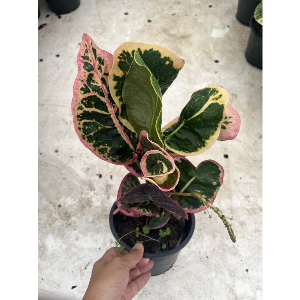 มุมมอง 3