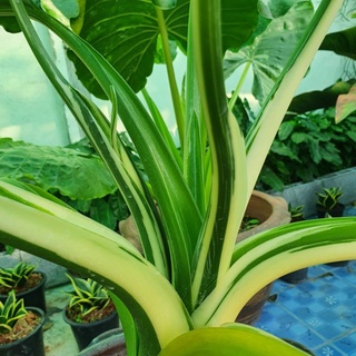 บอนโอกินาว่าซิลเวอร์ โอกินาว่า Alocasia Okinawa Silver