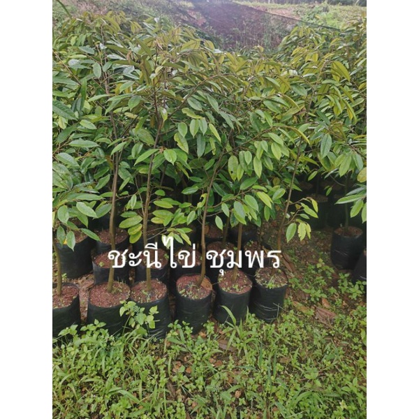 ทุเรียนชะนีไข่ ชุมพร สูง 1.5 เมตรบรรจุ 1 ต้น