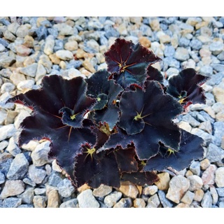 บีโกเนียสีดำ Begonia Black Velvet