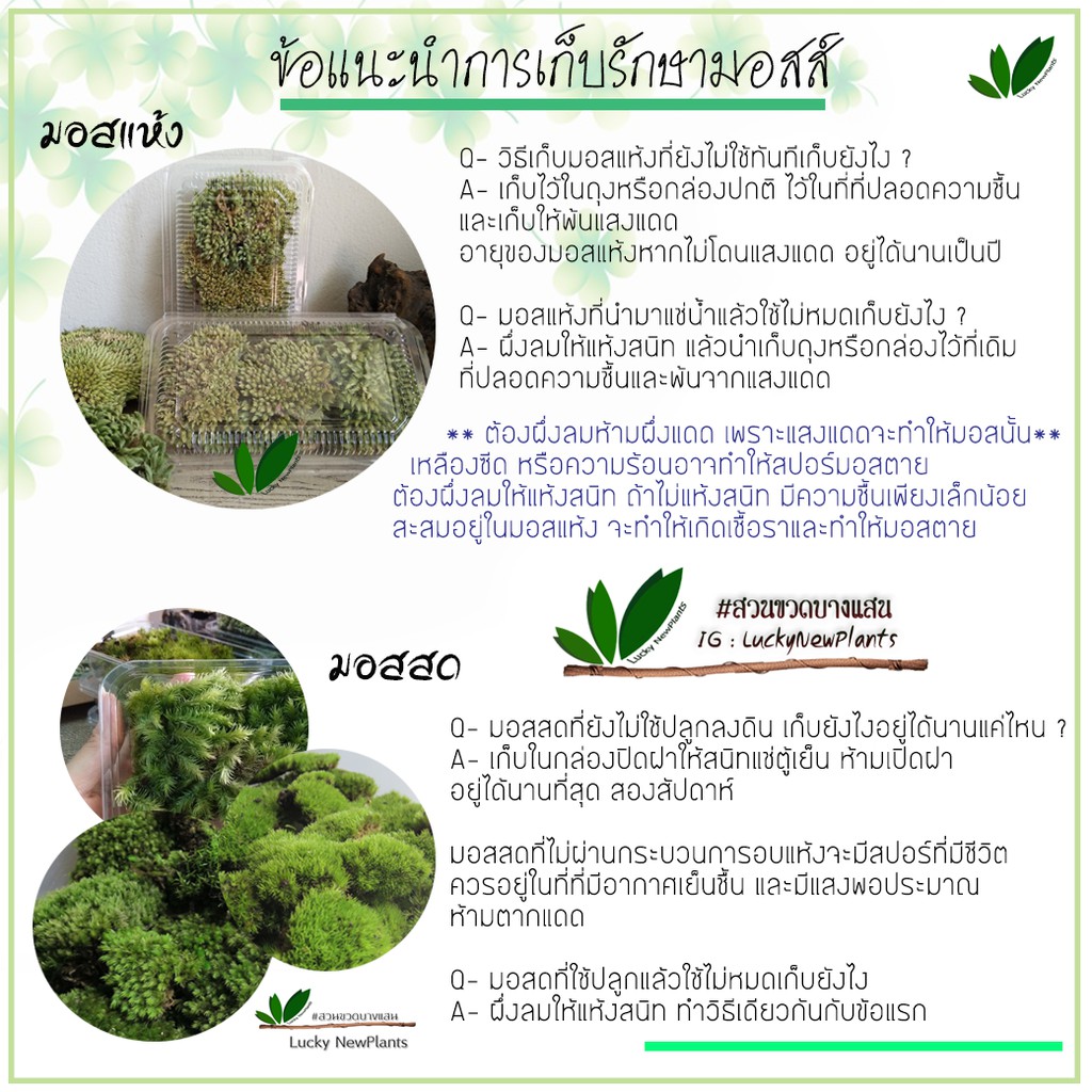 มอสแห้ง มอสจัดสวน กล่องละ 70฿ มีให้เลือก 3 ชนิด แถมฟรีคู่มือ - รูปที่ 6