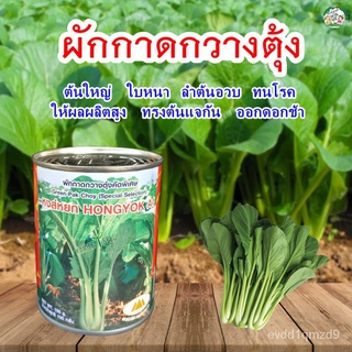 เมล็ดผักกาดกวางตุ้ง คัดพิเศษ หงษ์หยก A1 ขนาด100กรัมและ10กรัม ตราภูเขาทอง เมล็ดผักกาด เมล็ดกวางตุ้งใบ เมล็ดเขียวกวางตุ้ง