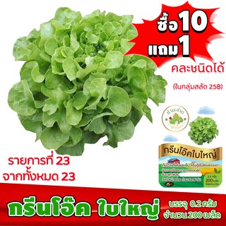 [ซื้อ10แถม1 + ฟรีคู่มือ] เมล็ดพันธุ์ กรีนโอ๊คใบใหญ่ BIG GREEN OAK  (0.2 กรัม 200 เมล็ด) ทำมะชาดฟาร์ม  ผักสลัด