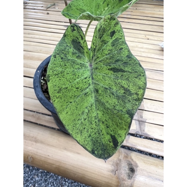 🐸 Colocasia Mojito 🪴 โคโลคาเซีย โมจิโต้