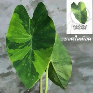 บอนไลม์เอด (รับประกันด่าง) Colocasia limeade ไม้เเรร์ที่มีน้อยมาก