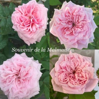 กุหลาบซูวีเนียร์​ (Souvenir De La Malmaison Rose)​