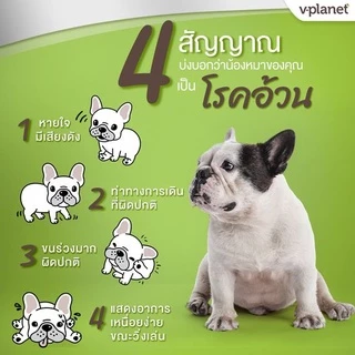 V-Planet อาหารสุนัขเม็ด สูตรเจ วีแกน 100% ทำจากพืช Plant-Based โปรตีนจากพืชไม่มีเนื้อสัตว์ 6.8kg