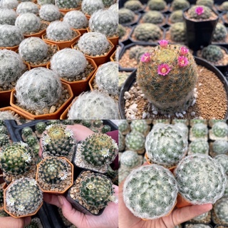 แมมขนนกเหลือง แมมขนนกขาว  (Mammillaria schiedeana) แมมขนนก แมมขนนกไม้เมล็ด ลุ้นสีดอก แคคตัสราคาถูก