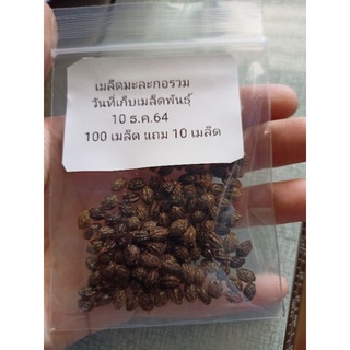 เมล็ดมะละกอเตี้ย ฮอล์ลแลน แขกดำ รวมหลายสายพันธุ์ 100เมล็ด 50 บาท