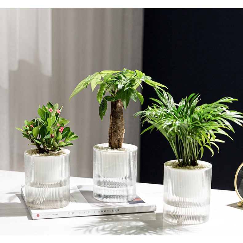 กระถางรดน้ำต้นไม้อัตโนมัติ 2 ชั้น ดูดน้ำ ​เก็บ​น้ำ​ได้ ใส POTS - 24