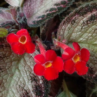 "Episcia"(ดอกแดง)กระถาง4นิ้ว