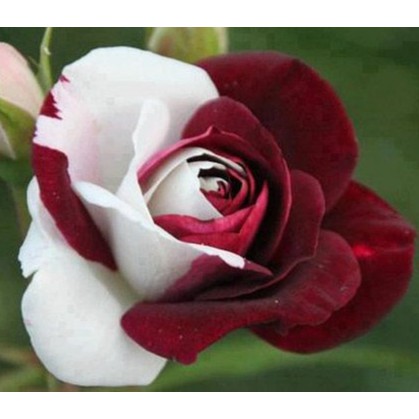 เมล็ดพันธุ์ กุหลาบ สีแดง-ขาว Rose Seeds ดอกใหญ่ นำเข้าจากต่างประเทศ 30 เมล็ด
