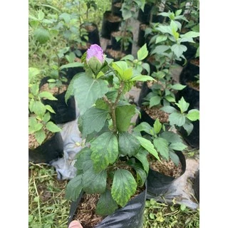 ต้นชบาคาเนชั่น สีม่วง แดง เลี้ยงง่ายโตไวออกดอก ตลอดทั้งปี 🌱
