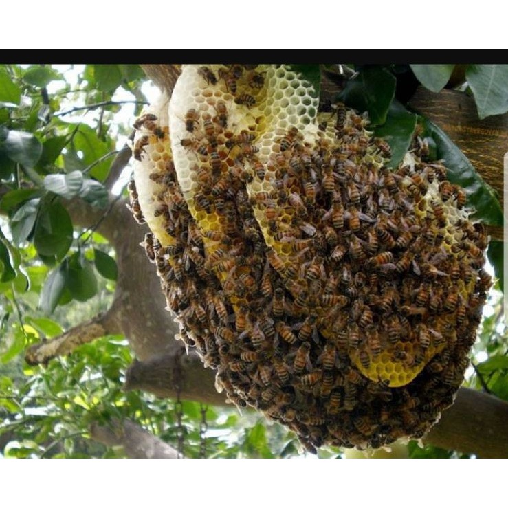 น้ำผึ้งป่าเดือนห้า ขวดพลาสติก ตราผึ้ง 3 ตัว 1000g ชุด 3 ขวด - รูปที่ 5