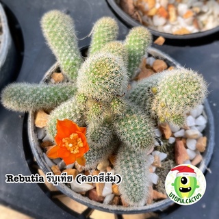 🌵 Rebutia รีบูเทีย(ดอกสีส้ม)🍊*มีหน่อทุกกระถาง [กระถาง 2นิ้ว] /// Utopia.cactus