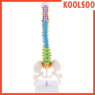 [KOOLSOO] 45cm Scientific Ultra Flexible Spine Model, Life Size Human Vertebral Column with Femurs Pelvis Anatomy Model on Stand