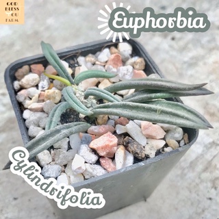 [ไดโนเสาร์ใบเรียว] Euphorbia Cylindrifolia ส่งพร้อมกระถาง แคคตัส Cactus Succulent Haworthia ไม้อวบน้ำ พืชอวบน้ำ ไม้หนาม