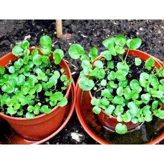 เมล็ดพัน​ธุ์​ วอเตอร์​เครส​แท้​ สลัดน้ำ​ 100-200 เมล็ด​ watercress
