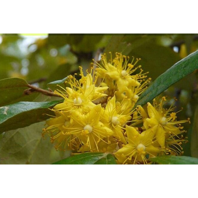 ต้นรวงผึ้ง ต้นสายน้ำผึ้ง ต้นไม้ประจำนายหลวงรัชกาลที่ 10 ดอกสีเหลืองเข้มมีกลิ่นหอมตลอดวัน ต้นละ 249 บาท