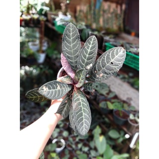 Ardisia aphelandra borneo เคสโทรศัพท์มือถือ