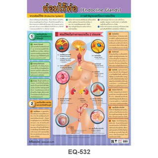 โปสเตอร์กระดาษ#EQ-532/ต่อมไร้ท่อ