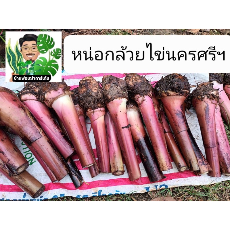 🍌กล้วยไข่ 🍌หน่อกล้วยไข่นครศรีฯพันธุ์โบราณและกล้วยหลากหลายสายพันธุ์และกล้วยพื้นบ้านภาคใต้
