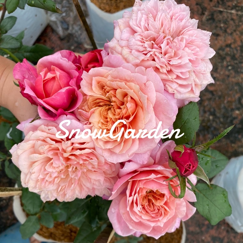 กุหลาบ Miyabi Rose (ติดดอก) มิยาบิ ดอกใหญ่มาก สีสวย มีกลิ่นหอม แบบถุง