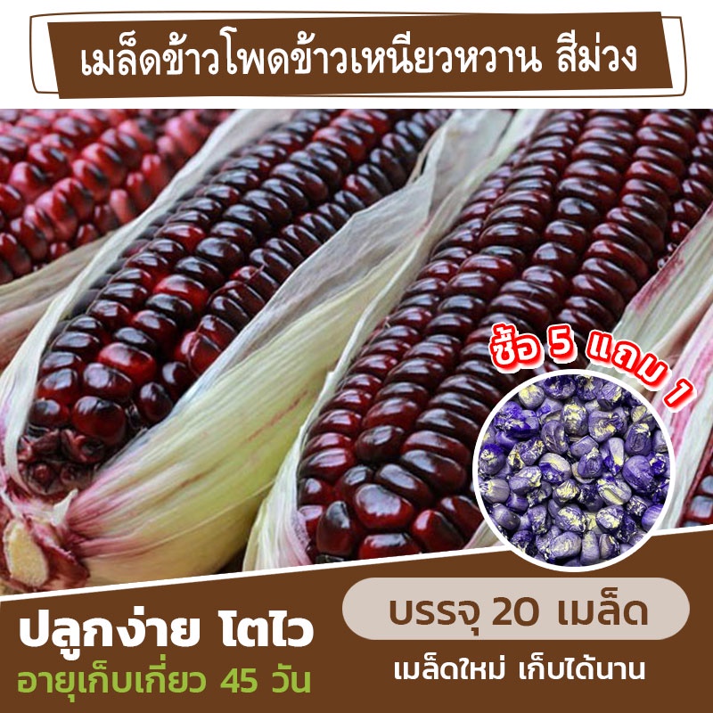 เมล็ดพันธุ์ ข้าวโพดข้าวเหนี่ยวหวาน สีม่วง แบ่งขาย 20 เมล็ด (ซื้อ 5 แถม 1)