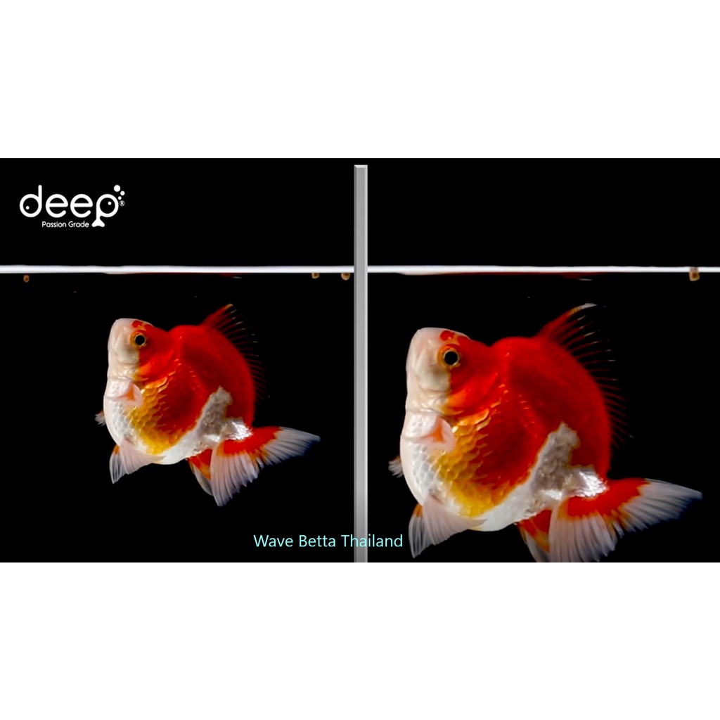 DEEP INSECT INSIDE!! (อาหารปลาทองสูตรผสมโปรตีนจากแมลง โปรตีนสูง เร่งโต เร่งสี ไม่ทำให้น้ำขุ่น) ราคา ถูกที่สุด ดีลบีเคเค แกลเลอรีภาพที่ 7